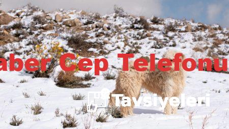 Donanım Haber Cep Telefonu Tavsiyeleri