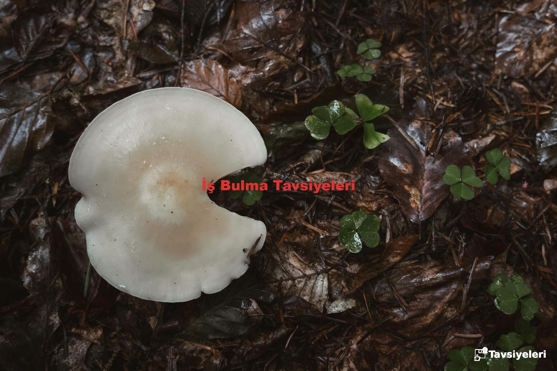 İş Bulma Tavsiyeleri