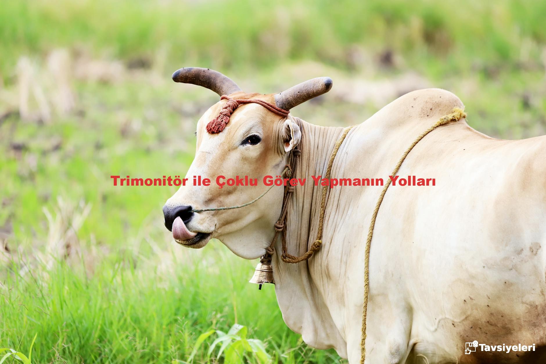 Trimonitör ile Çoklu Görev Yapmanın Yolları