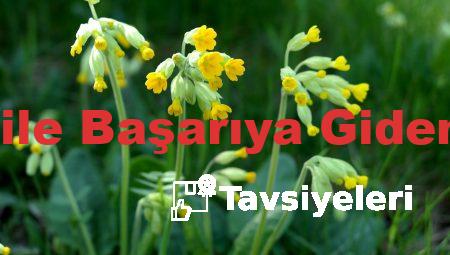 Sıralama Takip ile Başarıya Giden Yolda İlerleyin