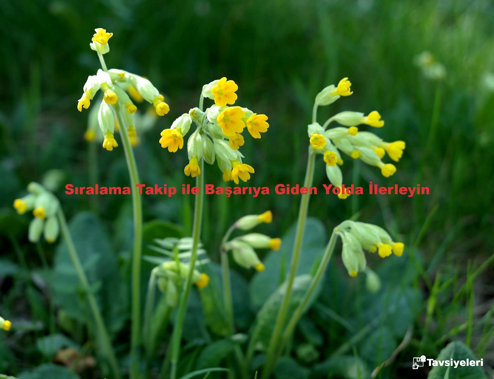 Sıralama Takip ile Başarıya Giden Yolda İlerleyin